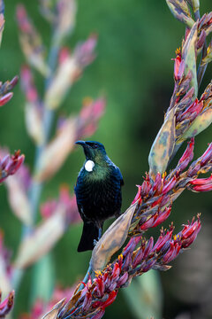 Tui bird perched on pink red flower branch of flax plant