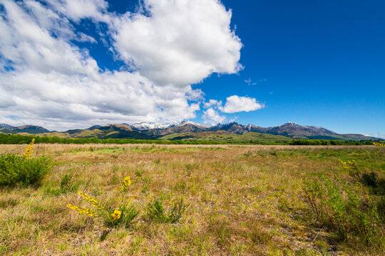 Yellow flowers in a grassy field with lines of green trees and a spectacular snow-capped mountain