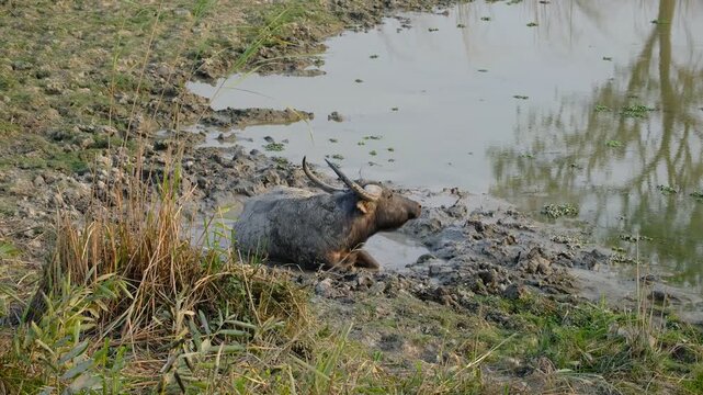 Wild water buffalo settles into a mud pool inside Kaziranga National Park