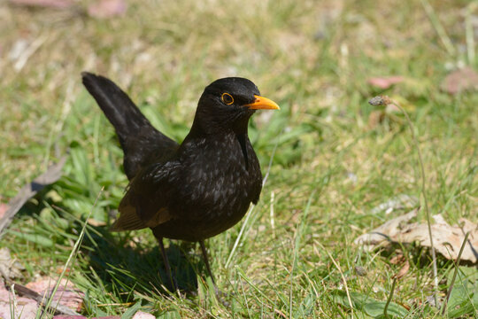 A black bird with a yellow beak on green grass