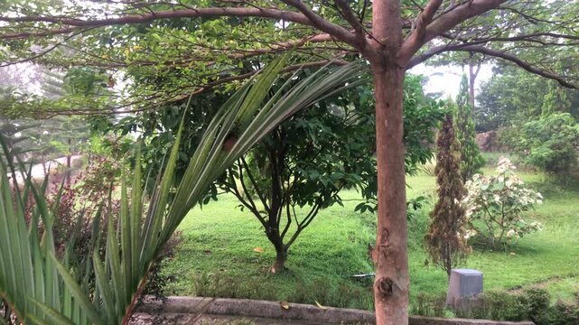 Moving forward towards the tall trees and areca palms in the garden with green grass in the background.