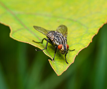 housefly (Musca domestica) sitting on green leaf
