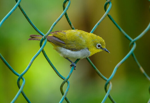 Indian white-eye (Zosterops palpebrosus) in a fence
