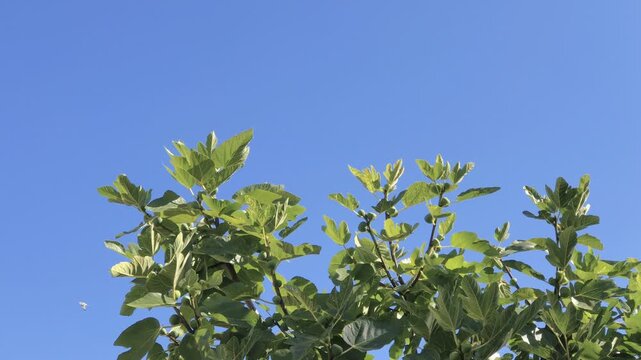 Common Fig Tree Branches with Green Unripe Fruits Against Clear Blue Sky