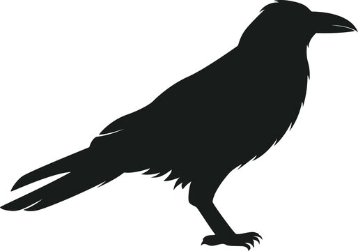 silhouette crow