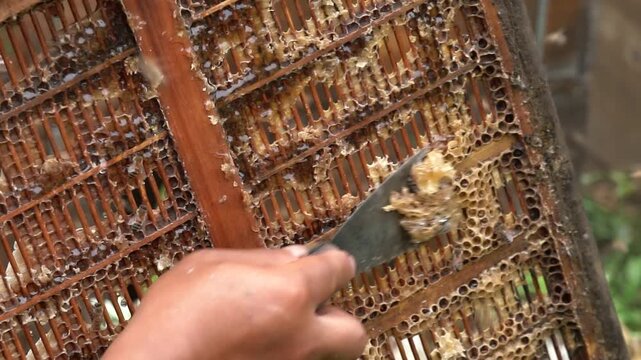 4K close-up real video of beekeepers collecting honey