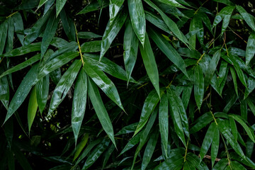 Overhead view of wet dark green bamboo leaves with botanical vegetation outdoors droplets © Mahmud