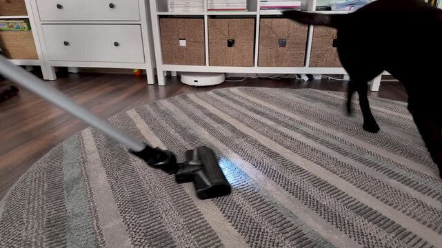 Playful Black Labrador Dog Chasing and Barking at Vacuum Cleaner on Living Room Rug During Home Cleaning Routine