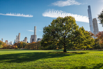Obraz premium Central Park meadow with large tree and Manhattan skyline on sunny autumn day in New York City USA