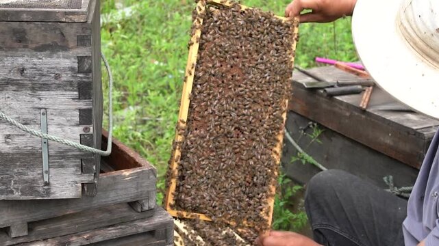 4K real video of beekeepers inspecting comb foundation