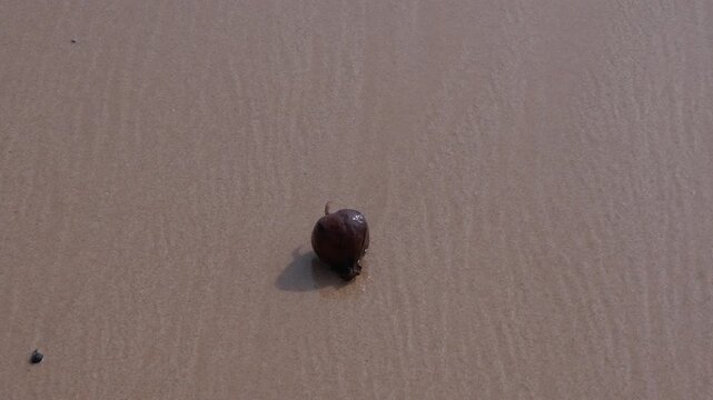 Barringtonia asiatica, known variously as fish poison tree, putat and beach Barringtonia on the sea sand in the waves