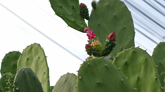 Opuntia cochenillifera cactus. Prickly pear cactus flower bud.