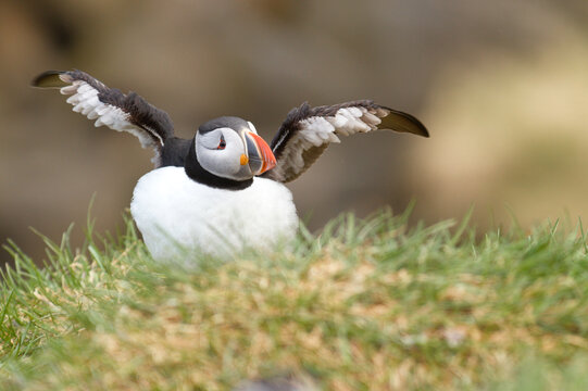 Macareux moine ailes d&eacute;ploy&eacute;es en Islande