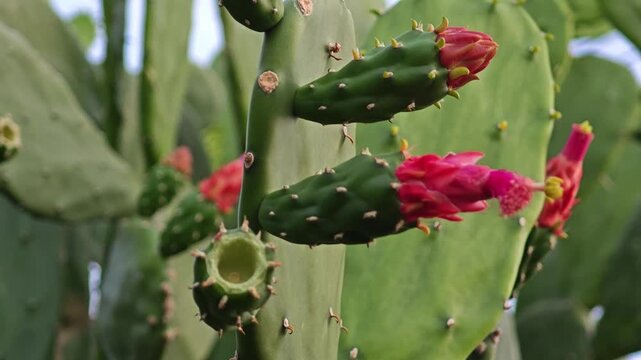 Opuntia cochenillifera cactus. Prickly pear cactus flower bud.