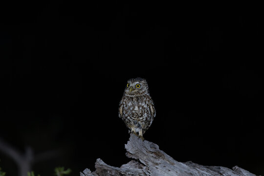 MOCHUELO EUROPEO (Athene noctua)