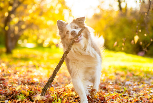 Happy playful adult Australian Shepherd dog running with a stick in its mouth at sunny autumn park