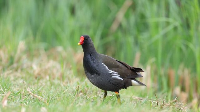 Common Moorhen Foraging for Food on a Green Park Lawn