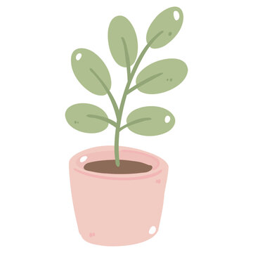 plant in pot