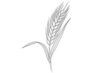 Detailed hand drawn sketch of a single ripe wheat stalk © Popular Line 
