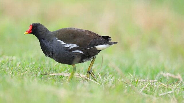 Common Moorhen Foraging for Food on a Green Park Lawn