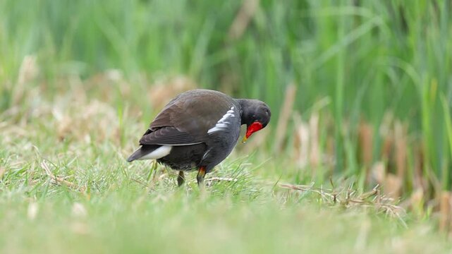 Common Moorhen Foraging for Food on a Green Park Lawn