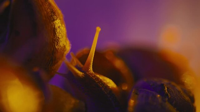 Close view of snails moving slowly in a colorful and soft light setting at dusk