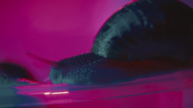 Snails moving slowly in a color-lit environment with pink and blue lights during night hours