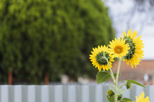 Bright yellow sunflowers bloom in summer with a blurred green tree and fence background