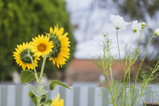 Bright yellow sunflowers bloom alongside white cosmos flowers in a garden setting