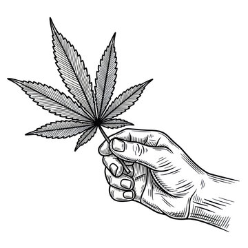 Hand Holding Marijuana Leaf, Vintage Engraving Style