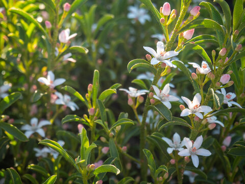 White star-shaped Eriostemon flowers with pink buds in a spring garden