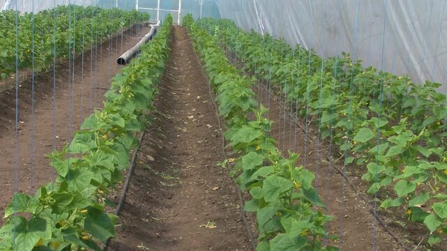 Growing cucumbers in a greenhouse on a farm.