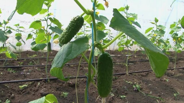 Growing cucumbers in a greenhouse on a farm.