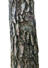 Fototapeta premium Tree bark texture isolated on transparent background PNG