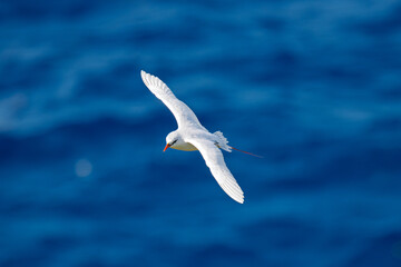 Fototapeta premium Red-tailed Tropicbird Soaring Above the Turquoise Ocean of Rota Island