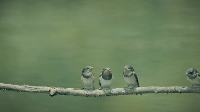 Adult swallow bird in flight feeding hungry begging chicks perched on a bare branch against a natural water background