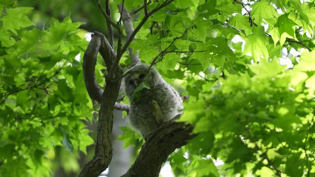 Ural Owl Owlet Resting on a Tree Branch in Fresh Green Forest