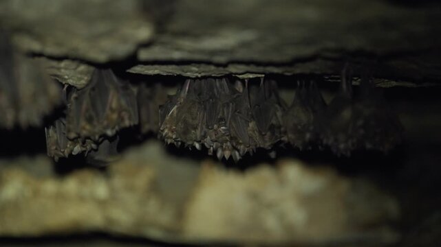 Cluster of bats sleeping closely together while hanging upside down inside a dark cave roost.