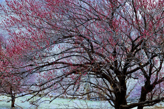 View of a blossoming tree with vibrant pink flowers and dark branches against a rocky mountain backdrop in Gilgit-Baltistan, Pakistan.