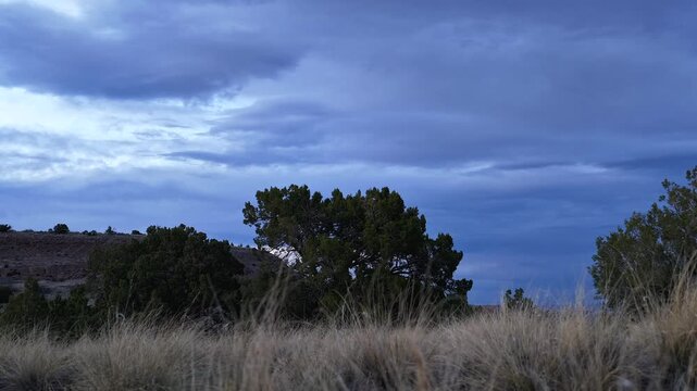 4K steady timelapse captures moody storm clouds moving at dusk behind a native juniper tree and foreground grass. Cinematic atmospheric weather footage reveals a dark overcast southwest sky.