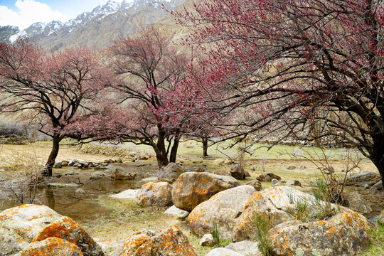 View of blossoming trees with pink flowers among large boulders and a shallow stream against the backdrop of snow-capped mountains in Gilgit-Baltistan, Pakistan.