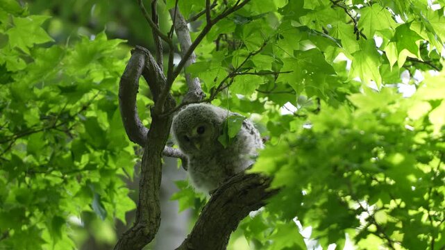 Ural Owl Owlet Resting on a Tree Branch in Fresh Green Forest