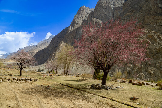 View of blooming cherry trees in a rugged mountain valley under a clear blue sky in Gilgit-Baltistan, Pakistan.