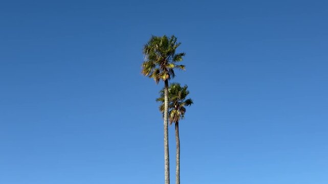 Palm Trees against a blue sky.