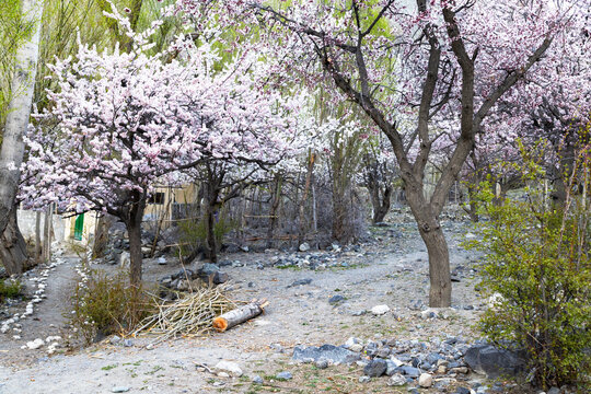 View of blooming apricot trees with pink and white blossoms in a rocky garden landscape Gilgit-Baltistan, Pakistan.