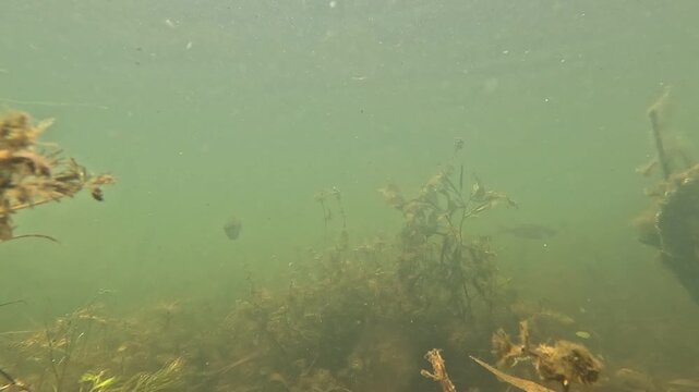 Nat&uuml;rliche Unterwasseraufnahme mit zahlreichen kleinen Fischen in einem ruhigen S&uuml;&szlig;wassersee. Die Szene vermittelt Biodiversit&auml;t, Bewegung und die stille Atmosph&auml;re eines Lebensraumes.