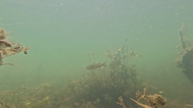 Unterwasseraufnahme eines kleinen Fisches in nat&uuml;rlicher Gew&auml;sserumgebung mit Wasserpflanzen und schwebenden Partikeln. Die ruhige Szene vermittelt die stille Atmosph&auml;re unter der Wasseroberfl&auml;che.