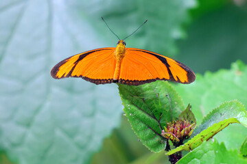 un papillon orangé les ailes écartes © helenedevun