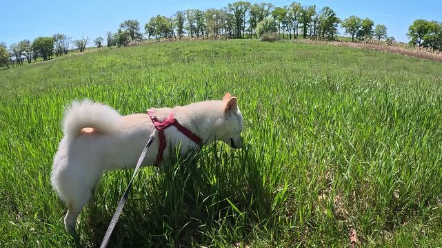 Ein neugieriger Shiba Inu steht auf einer sonnigen Sommerwiese und frisst Gras. Die ruhige Naturkulisse und das nat&uuml;rliche Verhalten des Hundes vermitteln Freiheit, Entspannung und authentisches Tierl