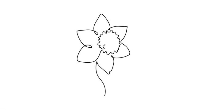 Daffodil flower continuous line art animation